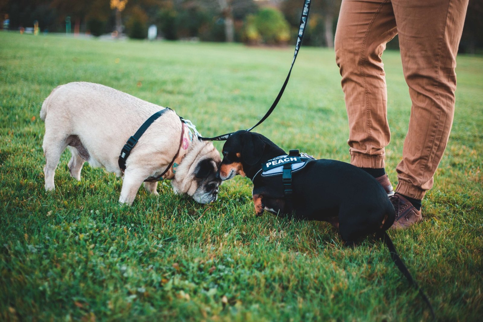 Dachshunds have different personality traits