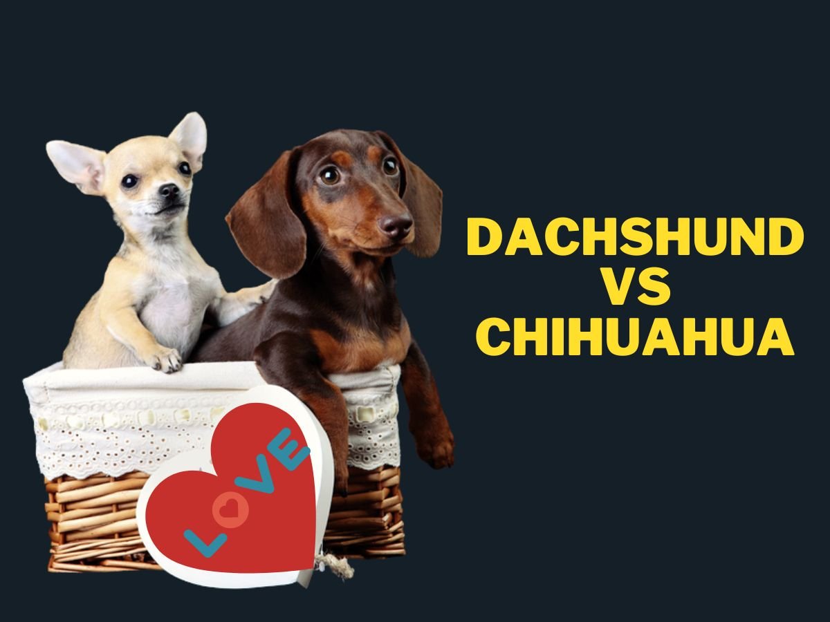 Dachshund vs Chihuahua