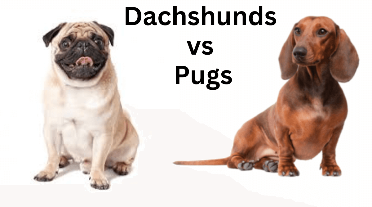 dachshund vs pug