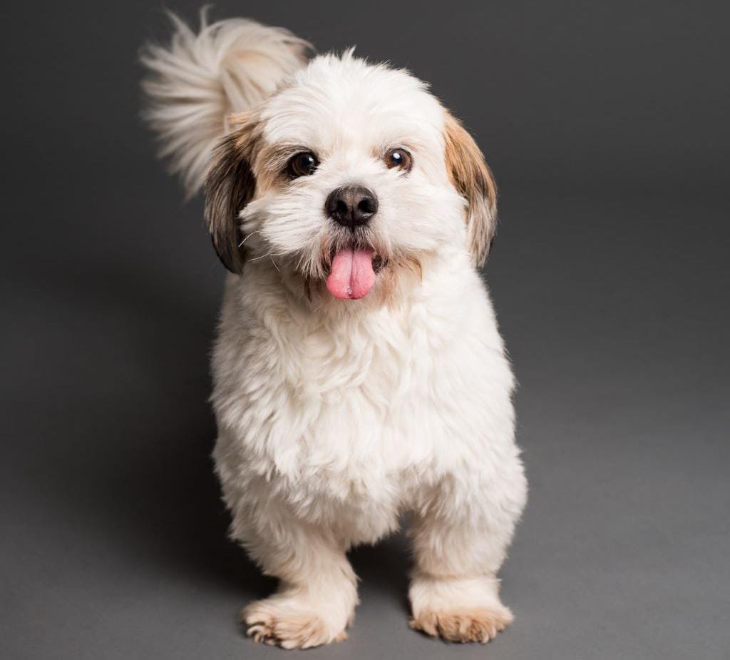 White Liver Shih Tzu