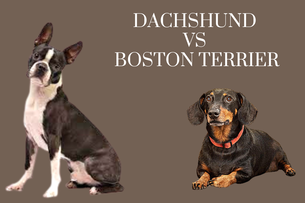 Comparison of Dachshund and Boston Terrier.