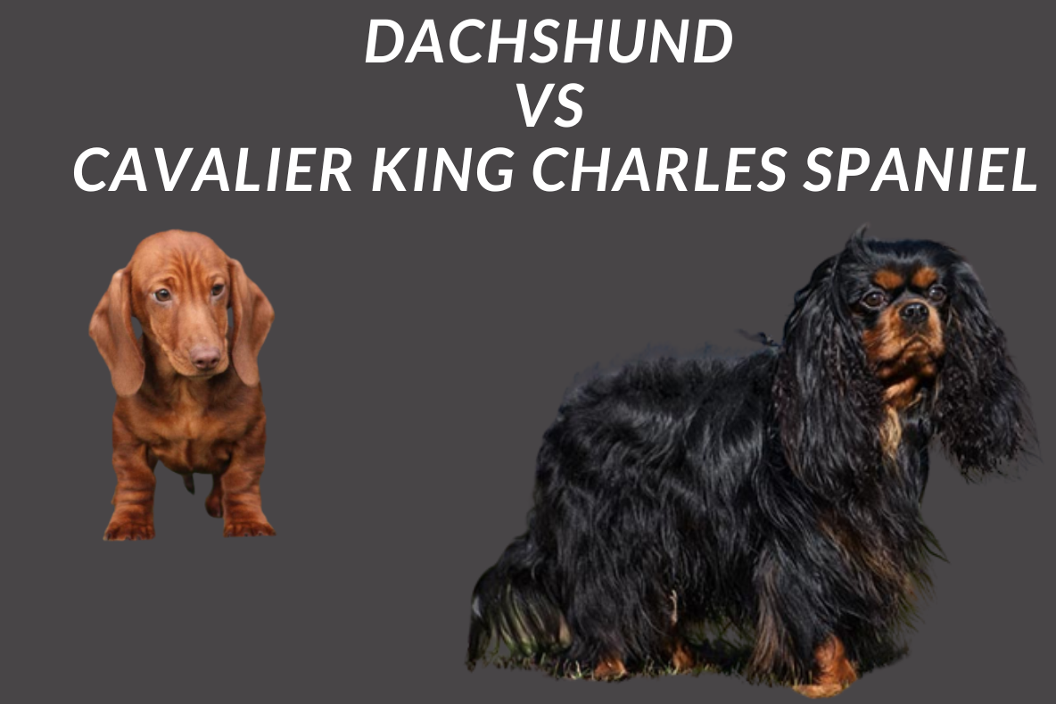 Dachshund Vs Cavalier King Charles Spaniel