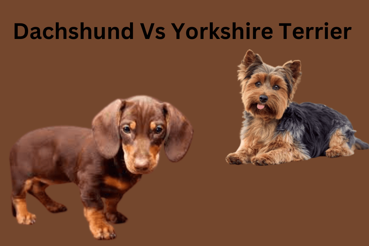 Dachshund Vs Yorkshire Terrier