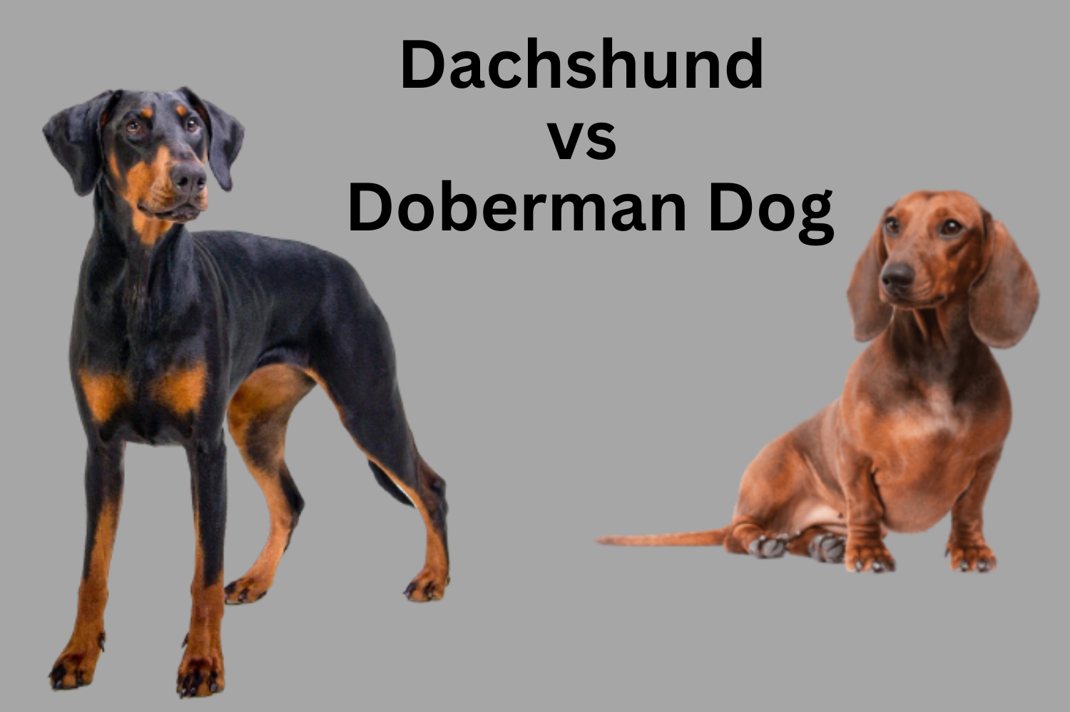 Dachshund vs Doberman Dog