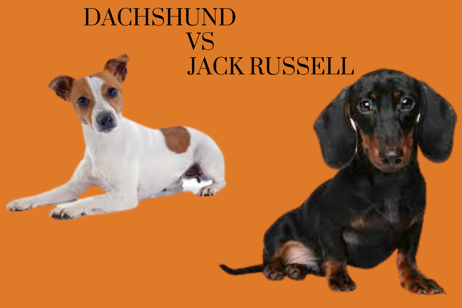 Dachshund vs Jack Russell