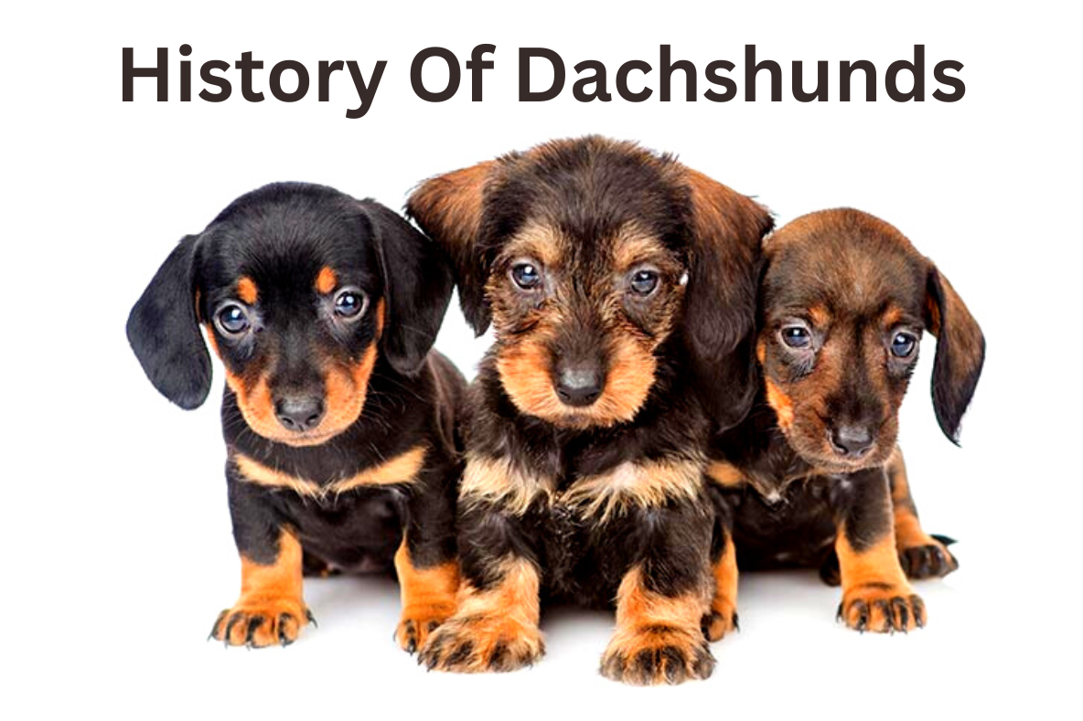 Dachshunds life