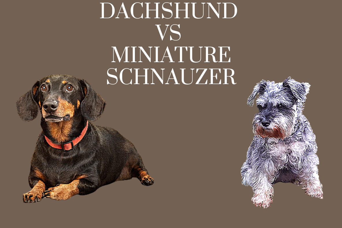 Comparison between Dachshund and Miniature Schnauzer.