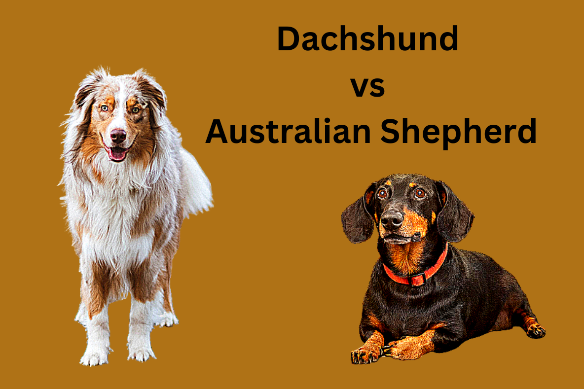 Dachshund vs australian shepherd.