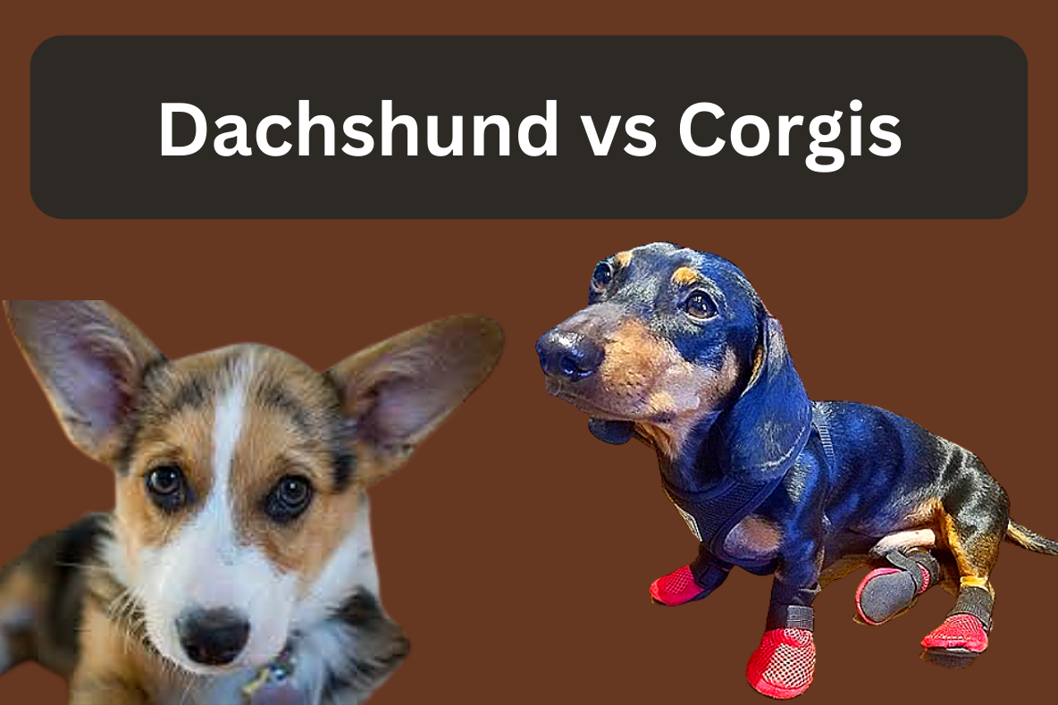 Comparison between Dachshunds and Corgis.