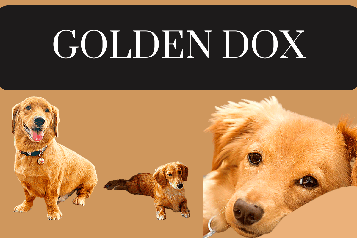 Golden Dox