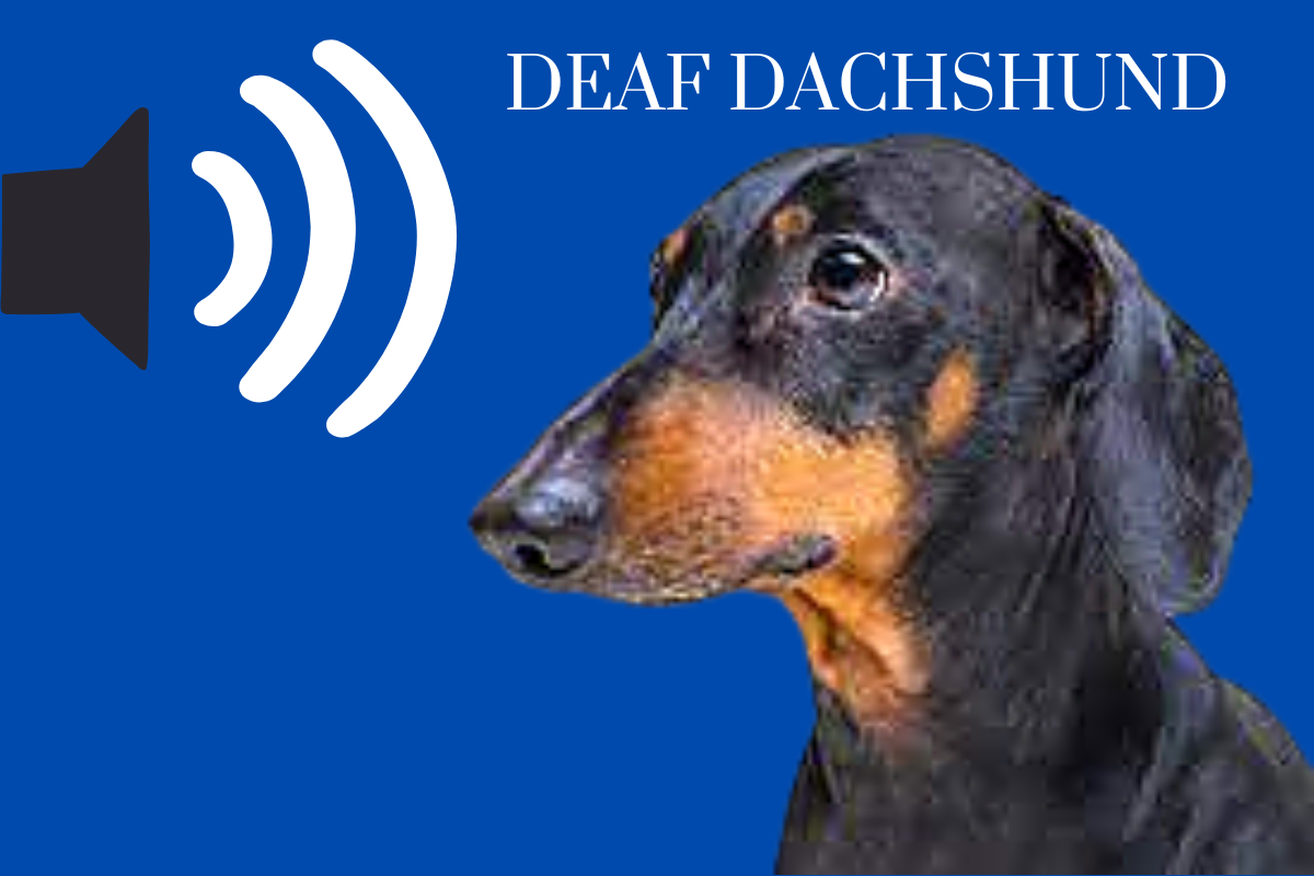 A dachshund that is deaf.