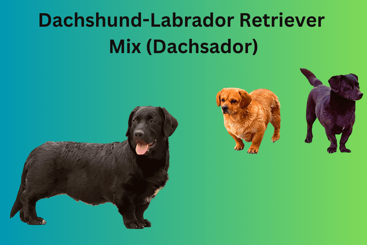 Dachsador