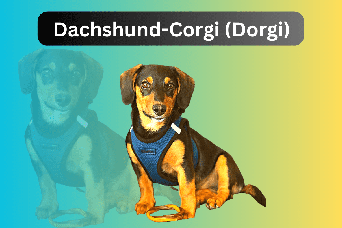 Dachshund-Corgi (Dorgi)