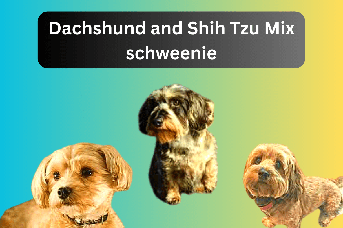 schweenie