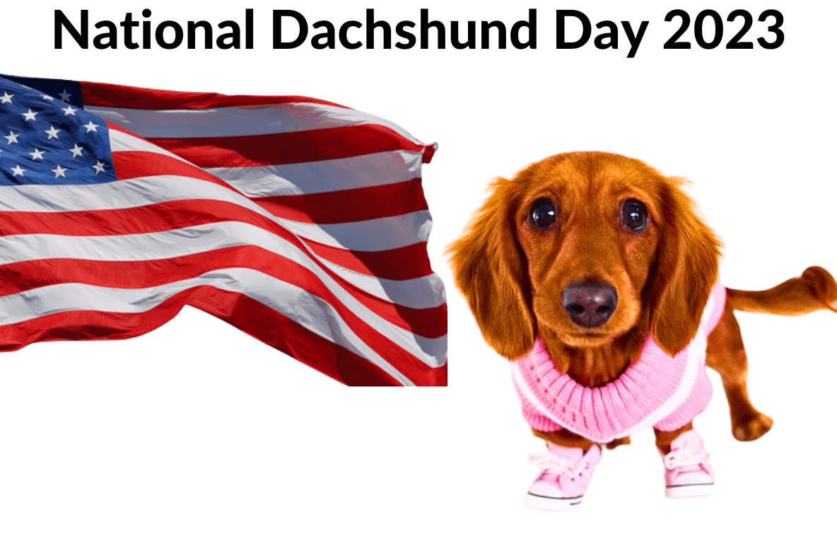 National Dachshund Day