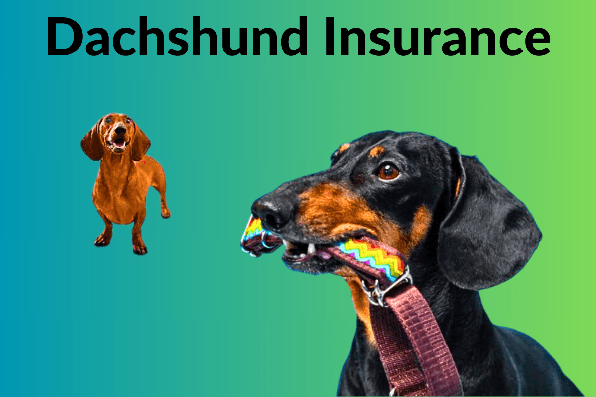 Dachshund Insurance