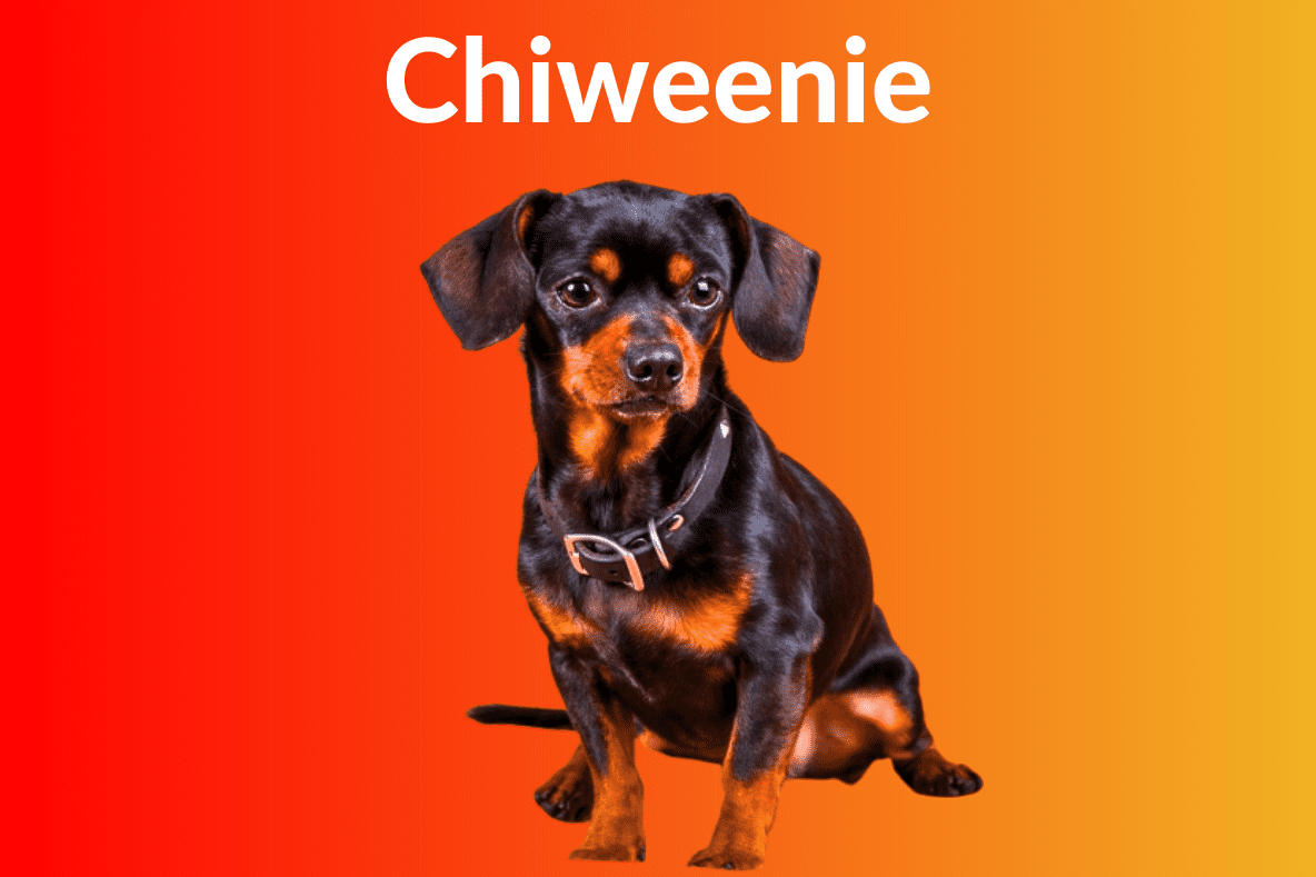 Chiweenie