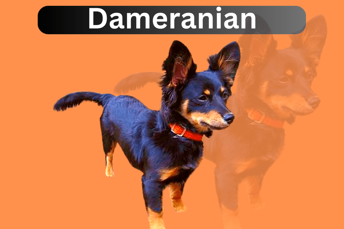 Dameranian