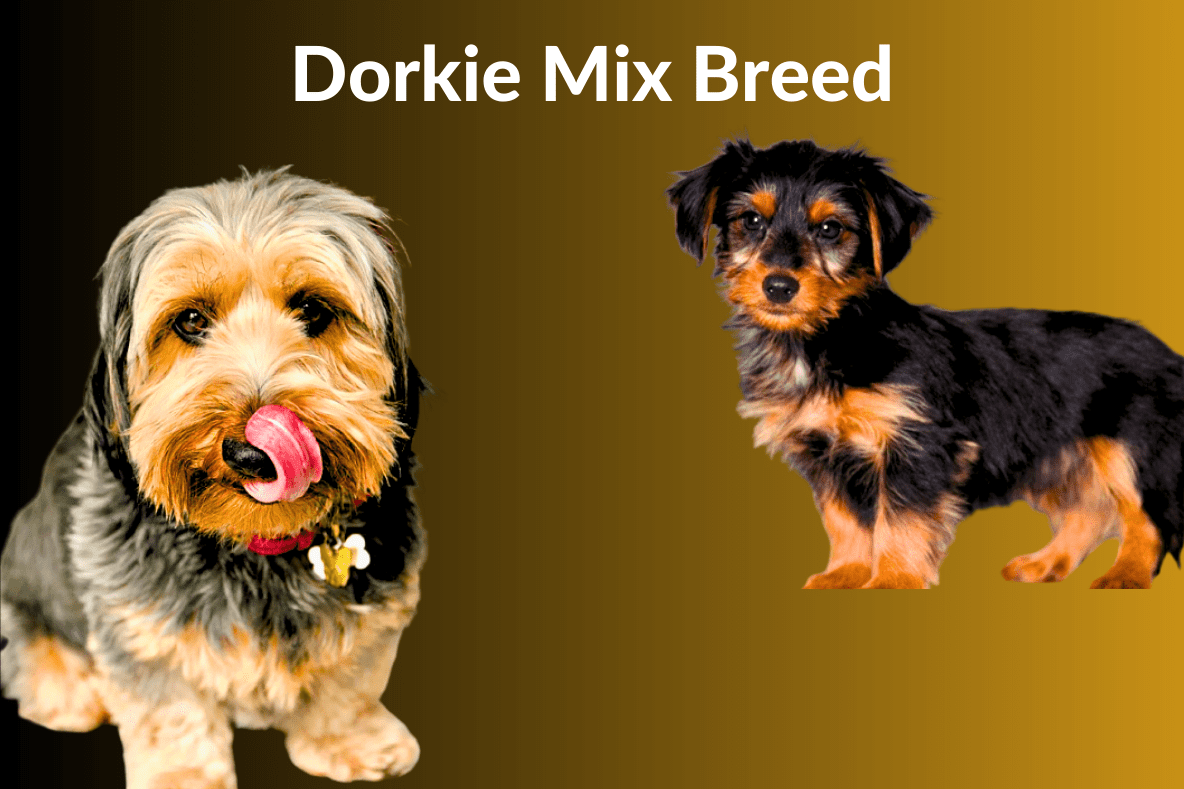 Dorkie