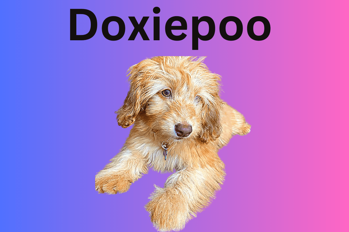 Doxiepoo