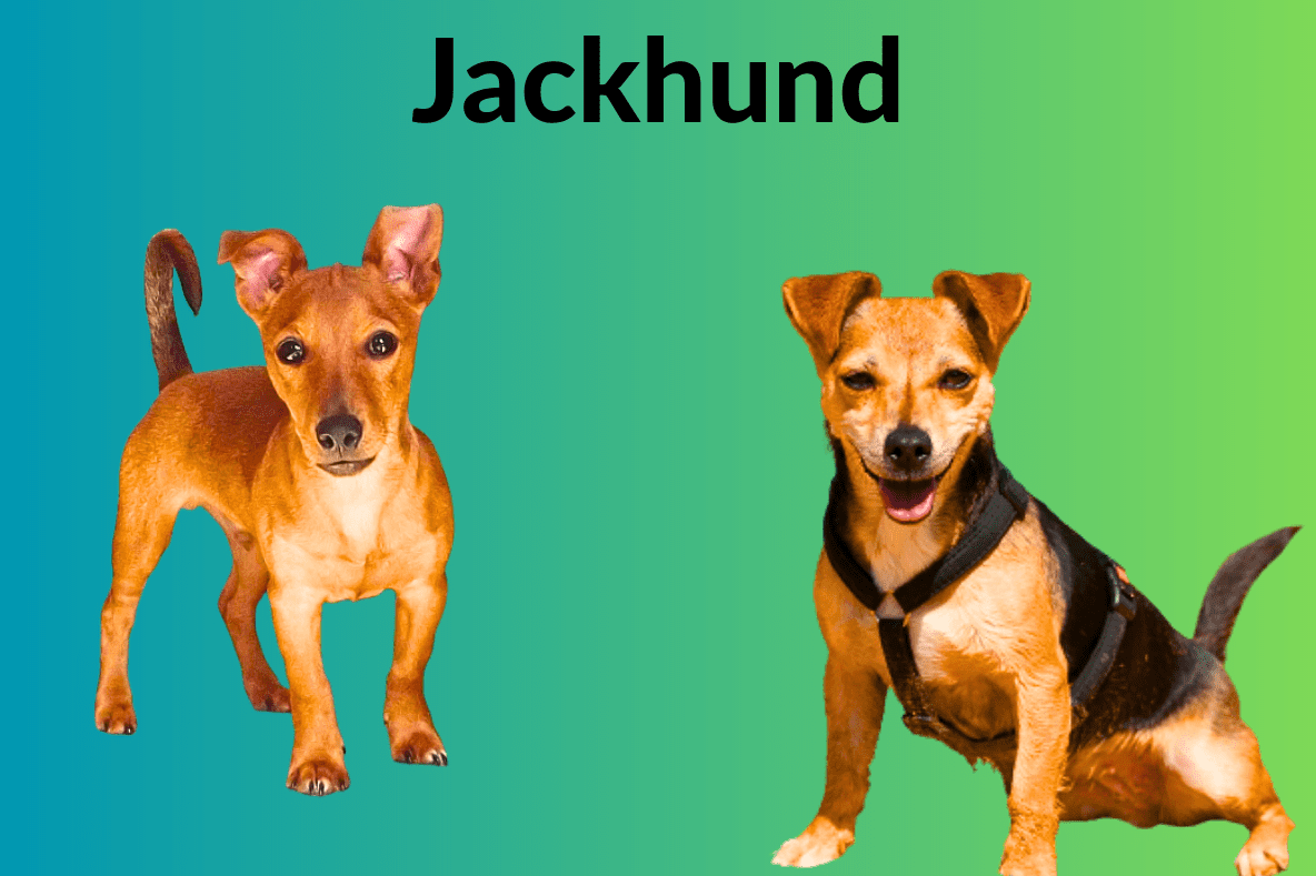 jackshund