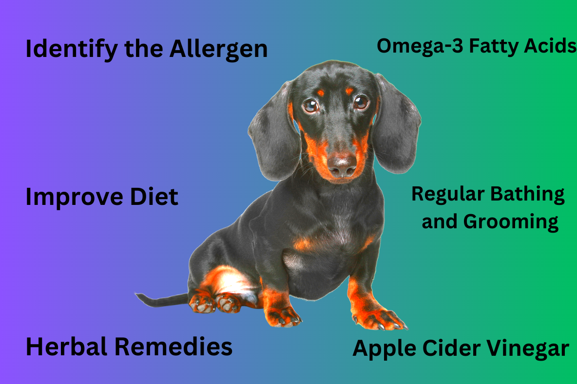 Natural Remedies for Dachshund Allergies