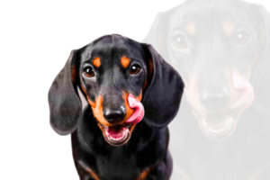 natural-remedies-for-dachshund-allergies