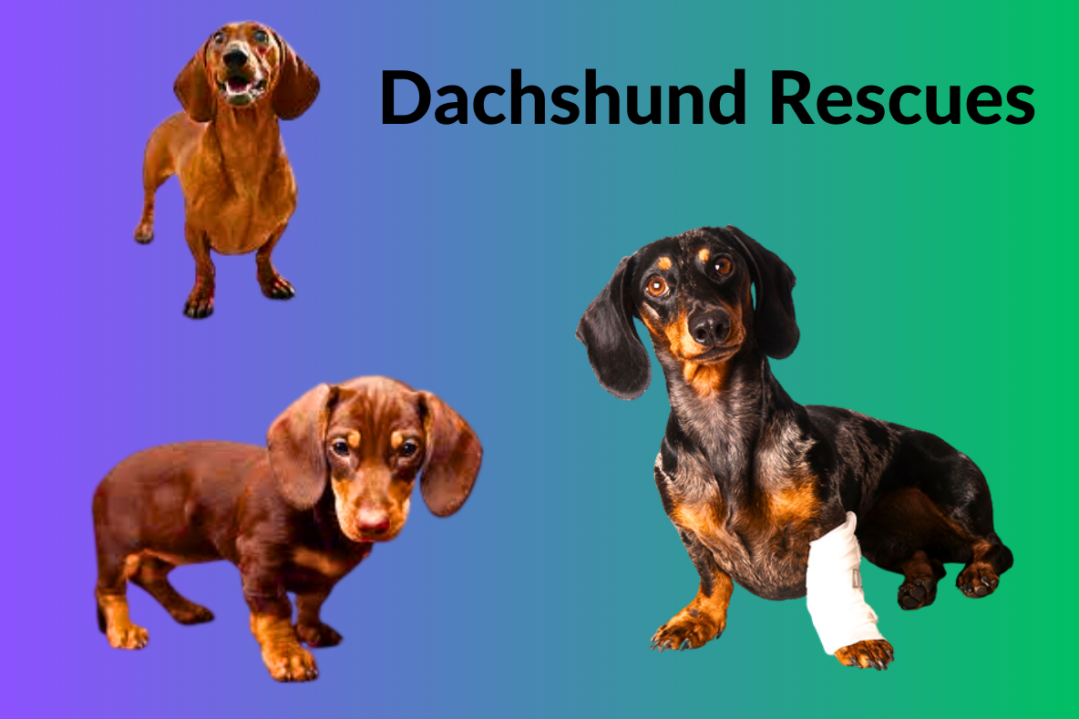 Dachshund Rescues