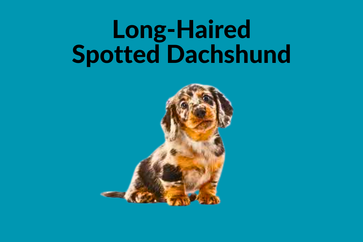 long-haired spotted dachshund