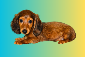 Sable Dachshund