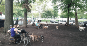 McCarren Park Dog Run